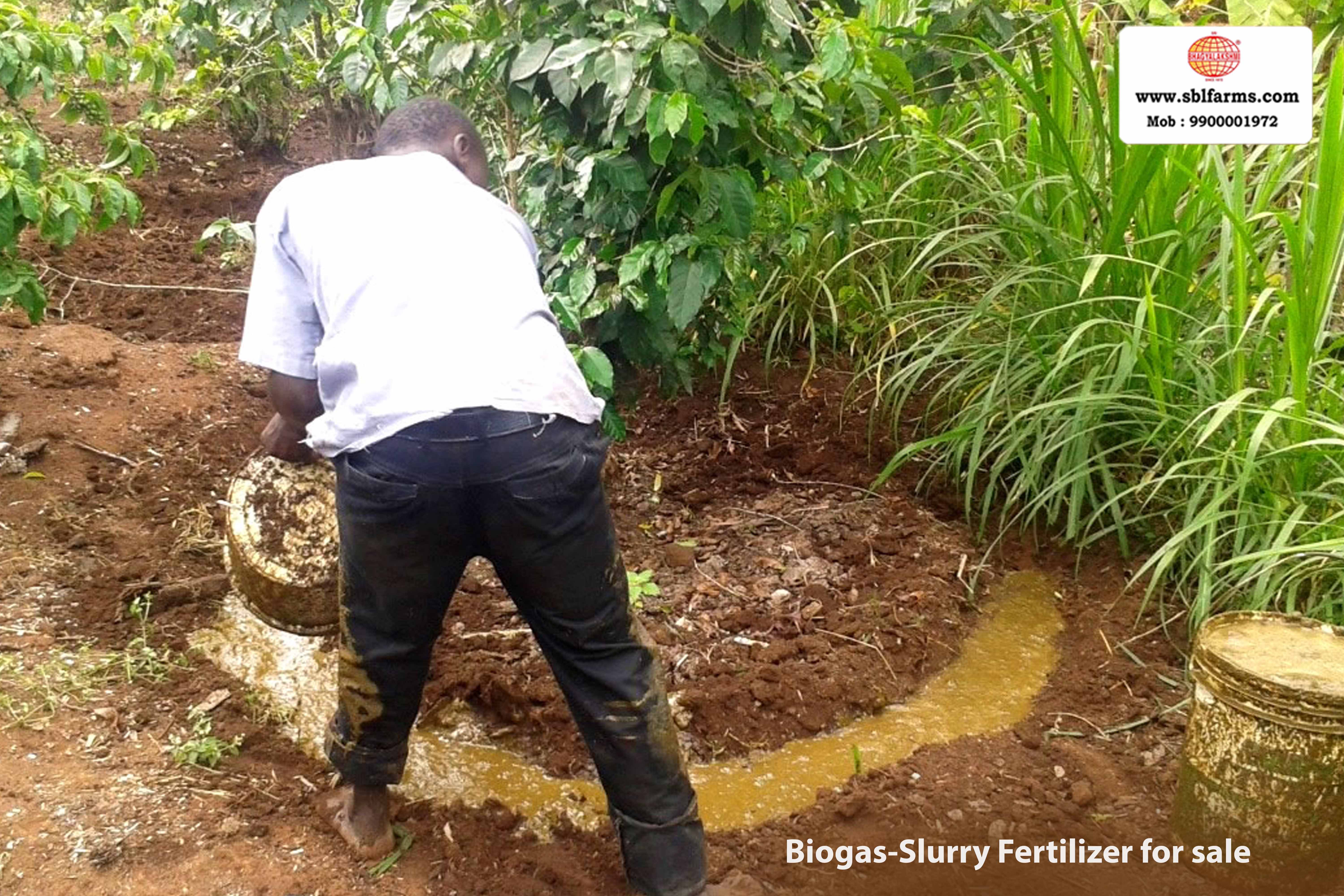 Sri Bhagyalakshmi Farms Bangalore - biogas-slurry fertilizer | Slurry Fertilizer for Sale  |  Fertilizer for vegetable better growth | bioslurry manufacturers, suppliers & exporters in Bangalore|Bio slurry for sale in bangalore |  Sri Bhagyalakshmi Farms fertilizer slurry Bangalore | Bioslurry a supreme fertiliser | slurry fertilizer near me bangalore | slurry fertilizer near me bangalore contact number | manure fertilizer for sale in bangalore | Organic Manure for sale | biogas slurry uses | biogas slurry composition | organic fertilizer price per kg | biogas slurry meaning | organic fertilizer price in india | organic fertilizer price per ton | Sri Bhagyalakshmi Farms, Cow Dung Manure Organic Fertilizer Suppliers in Bangalore